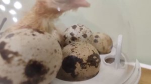 Мини инкубатор с Алиэкспресс все таки работает! У меня появился ципленок!