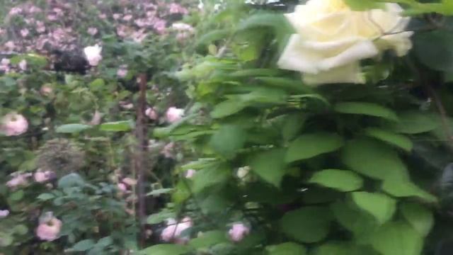 ЦВЕТЕНИЕ РОЗ в мае. ОБЗОР СОРТОВ. Уголок для отдыха смотреть онлайн