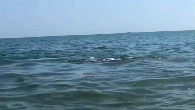 Дельфины поиграли в волейбол огромной медузой в Керчи смотреть онлайн
