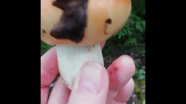 Первые грибы валуи 30 06 2021года смотреть онлайн