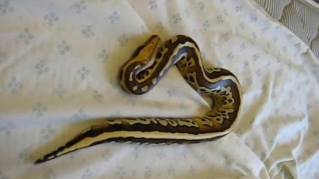 Borneo Short Tail Python Post Shed смотреть онлайн