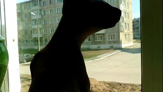 Смешанные кошки смотреть онлайн