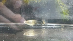 Нерест гуппи, ждем мальков.