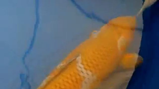 Northwest Koi Goldfish Club koi show 2009 смотреть онлайн