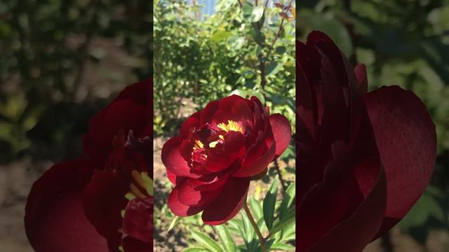 Первое цветение пиона Бакай Белл #пионы #саженцыроз #питомникрастений смотреть онлайн