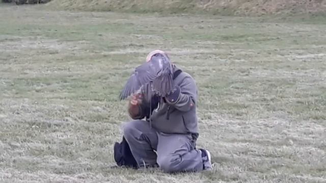 Сокол балобан Султан смотреть онлайн