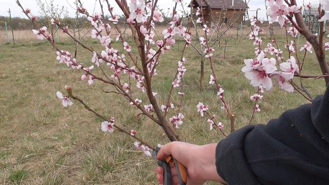 Обрізка персика та нектарина: як, коли й навіщо смотреть онлайн