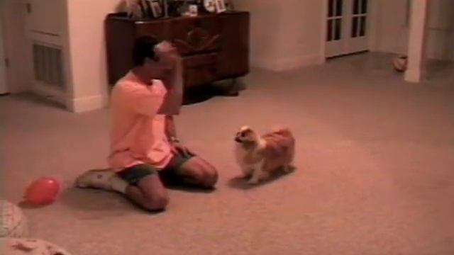 Toddler and ball fetching Pekingese.avi смотреть онлайн