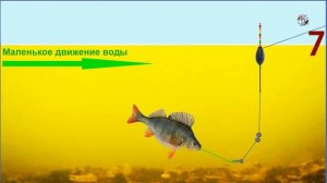 ПОКЛЕВКИ на поплавок. Ловля в проводку, огрузка снасти, подпасок, выставление глубины. рыбалка fish
