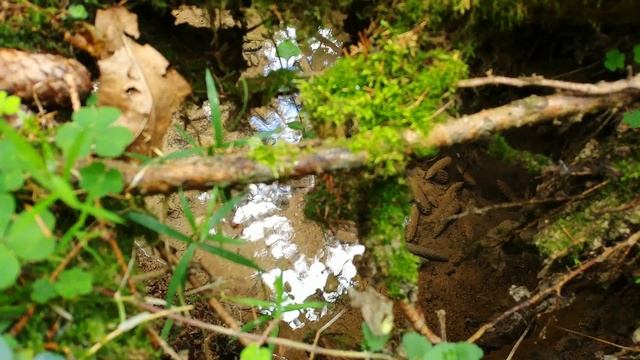 Кадры природы в 4К (LG G6) смотреть онлайн