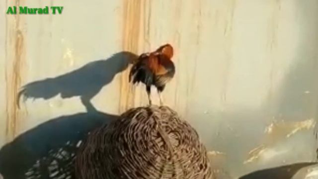 Chicken Song And Dancing Rooster |Funny Chicken Dance |Compilation