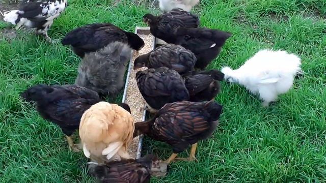 Рацион кормление для двух месячных цыплят.цыплята шелковые корниш орпингтон падуан брама бреда смотреть онлайн