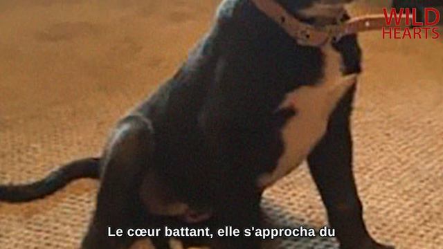 La Femme, Terrifiée, a Arrêté sa Voiture!Un Sac Noir Rampait Sur la Route! C'est un Spectacle à Voi смотреть онлайн