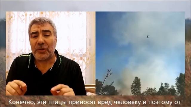 ПТИЦЫ ПОДЖИГАТЕЛИ В ХАДИСЕ ПРОРОКА МУХАММАДА. ДОКТОР АЛЬ КАХИЛЬ смотреть онлайн