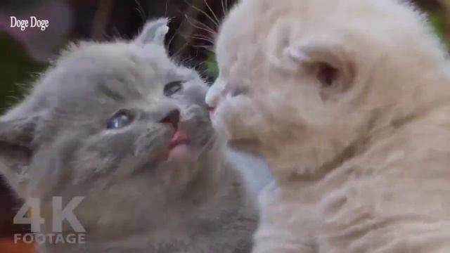 Маленькие смешные котята — нежные пушистые комочки!!!Игривые и ласковые! смотреть онлайн