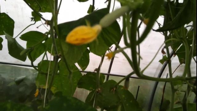 Эта подкормка творит чудеса. Будете собирать урожай до заморозков. смотреть онлайн