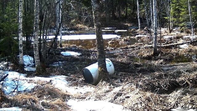 Фотоловушка, весна 2020 ;-) смотреть онлайн