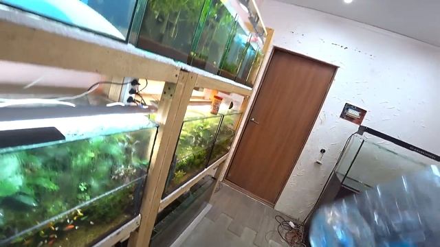 Данио жемчужный в нерестовике. Разведение рыбок смотреть онлайн