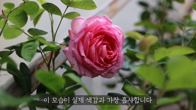 한 그루만 심어도 향기가 가득~/ 향기 장미 5품종 추천 смотреть онлайн