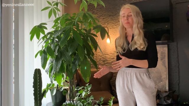 Pachira Aquatica Örgülü Para Ağacı Bakımı & Şans Hikayesi смотреть онлайн