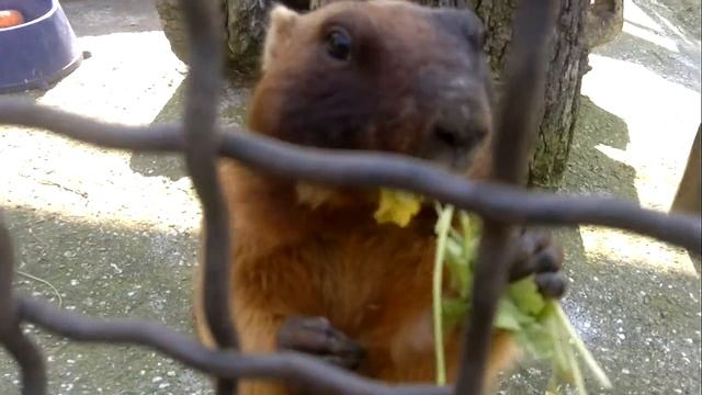 Фаршированный зеленью Байбак(суслик) смотреть онлайн