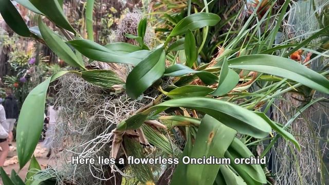 Stunning Miltoniopsis Orchid Kokedama at Floral Fantasy смотреть онлайн