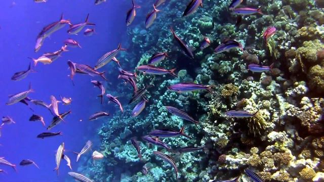 Labranda Makadi, Хургадa лучший риф с трудным заходом, Hurgada, Egypt. смотреть онлайн