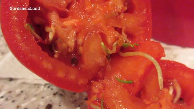 Tomato Plant Diseases - GMO Foods? Genetically Modified Food? Growing Tomatoes From Seeds - Jazevox смотреть онлайн