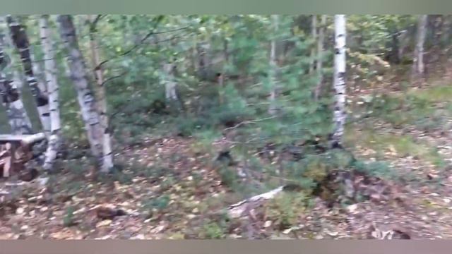 Долго будет Карелия сниться