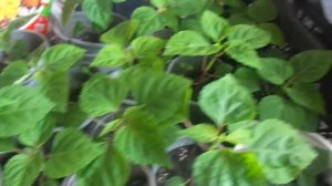 Моя рассада еще на подоконнике.Обзор.Пора прищипывать сальвию.