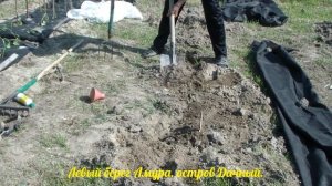 Арбузы.Как я готовлю грядку.