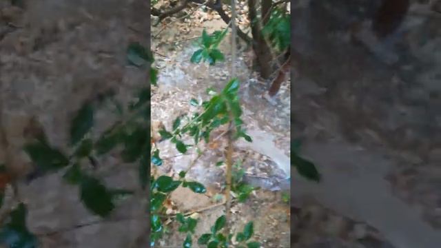 Полив растений. Жизнь в Актау(Казахстан)