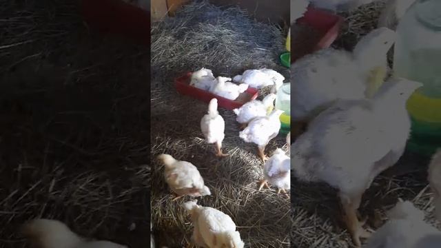 бройлеры кобб700 смотреть онлайн