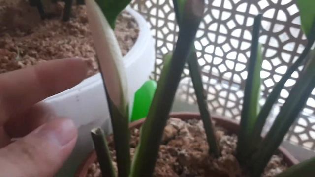 Что делать, чтобы зацвел цветок Женское счастье.. смотреть онлайн