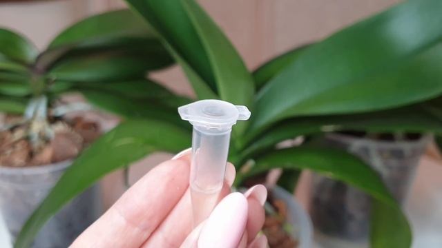 КОРНИ орхидеи РАСТУТ как на дрожжах || После такого полива растут огромные корни у орхидеи смотреть онлайн