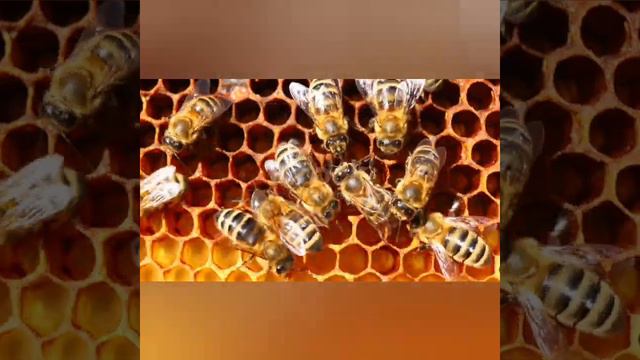 Пчелы. Пчелы крупным планом. Работа пчел. Сотовый мед. #пчеловодство #пчелы #сотовыймёд #рой