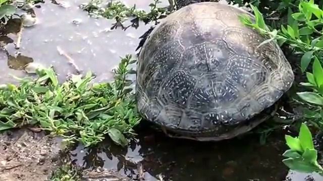 ➽ Домашний Зоопарк | Черепахи Нашего Двора смотреть онлайн