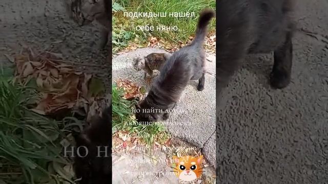 осенний урожай брошенных малышей не снижается,обязательное чипирование им не поможет смотреть онлайн