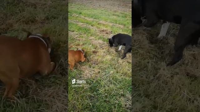 Стаффордширские бультерьеры на прогулке.#staffy #staffypuppy #щенок #staffordshirebullterrier смотреть онлайн