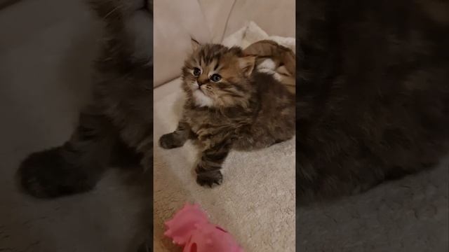 шотландский котёнок скотиш хайленд страйт девочка смотреть онлайн