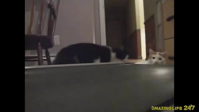 Секретная жизнь котов