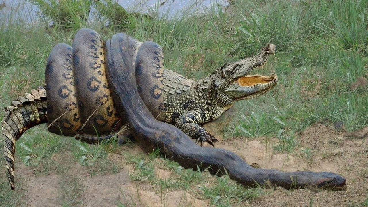 Шестиметровый хладнокровный хозяин болот с огромной пастью - АНАКОНДА! смотреть онлайн