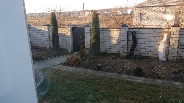 Хорошо ли я постригла туи?Видео № 15 смотреть онлайн