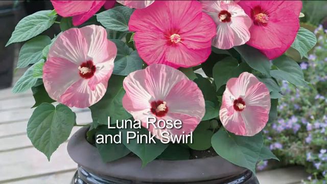 Roberta's 3-pc. Top Class Multi-Color 2-in-1 Hardy Hibiscus with Dan Wheeler смотреть онлайн
