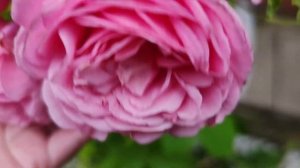 РОЗА? БЬЯНВЕНЮ