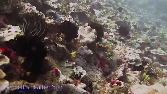 Бали - 2013. Mimpang. Bali - 2013. (HD 720p; Canon G12) смотреть онлайн