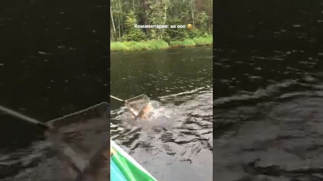 Зацепили щуку на спиннинг с лодки | Рыбалка в Карелии летом, спиннингисты рыбачат на щучьих местах