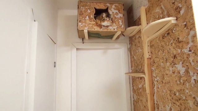 УГОЛОК ДЛЯ КОШКИ в коридоре | своими руками смотреть онлайн
