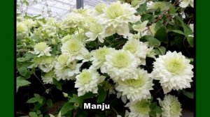 КЛЕМАТИСЫ  СУПЕР НОВИНКИ  Родственники ТАЙГИ . А ВЫ ЗНАЛИ О НИХ ?