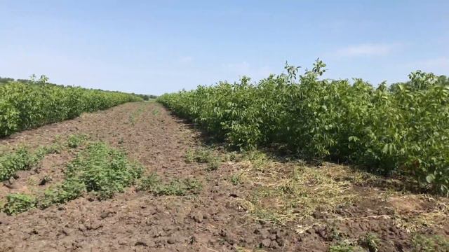 Питомник грецкого ореха смотреть онлайн
